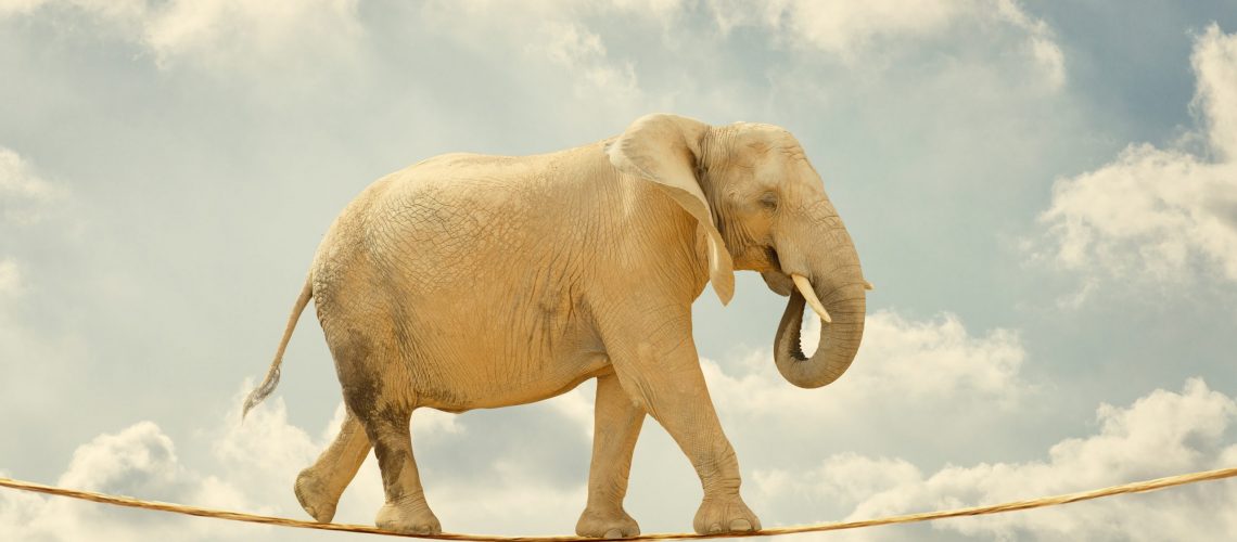 Elephant Walking On Rope, Outdoor