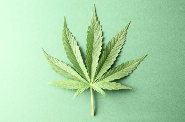 cannabis